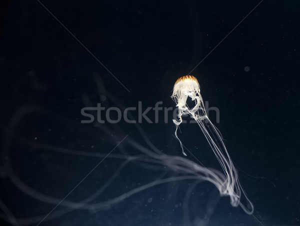 Meduza kép gyönyörű sötét család szépség Stock fotó © magann