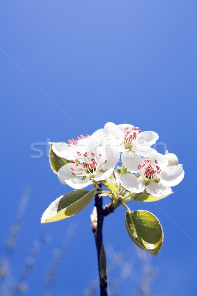 Fleurs macro image floraison arbre jardin [[stock_photo]] © magraphics