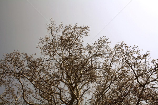 Maple branches Stock photo © magraphics