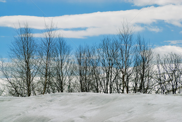 Invierno forestales montana naturaleza luz nieve Foto stock © mahout