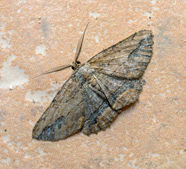 Night moth Stock photo © mahout