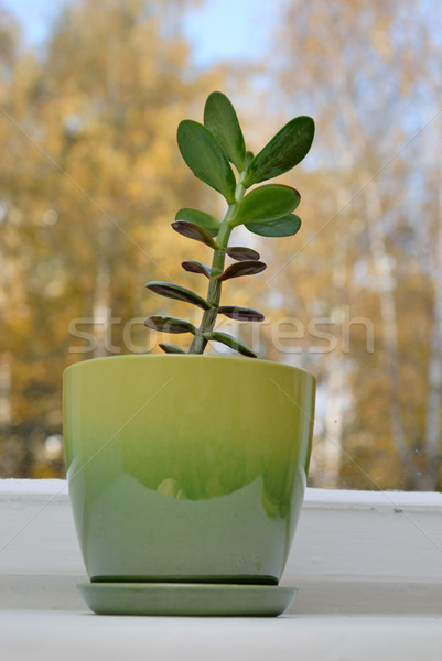 Jade plant or money tree on window sill Stock photo © mahout
