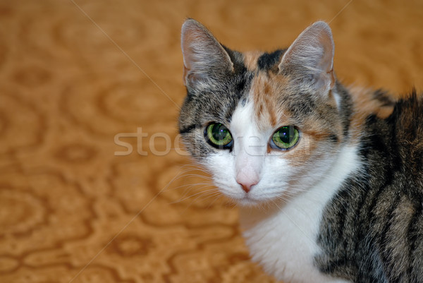Cat ritratto gli occhi verdi faccia natura capelli Foto d'archivio © mahout