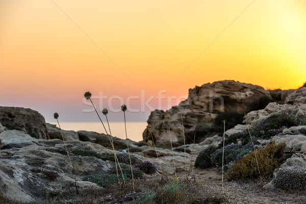 Grass and straws on stone in sunset light Stock photo © mahout