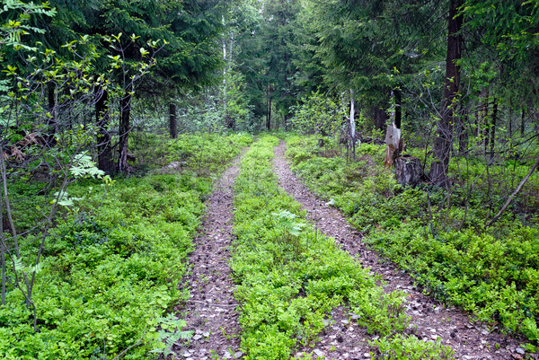 Two track through the forest Stock photo © mahout