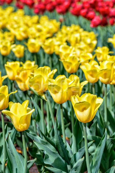 [[stock_photo]]: Printemps · domaine · jaune · rouge · tulipes · fleurs