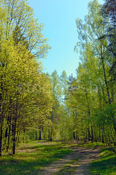 Rural road through the forest Stock photo © mahout