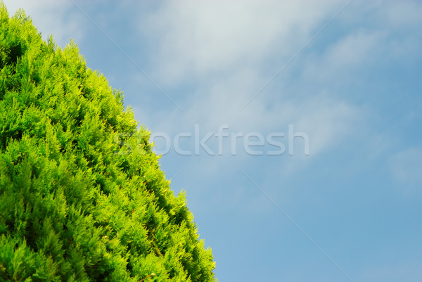 Blue Sky дерево древесины природы лист фон Сток-фото © mahout