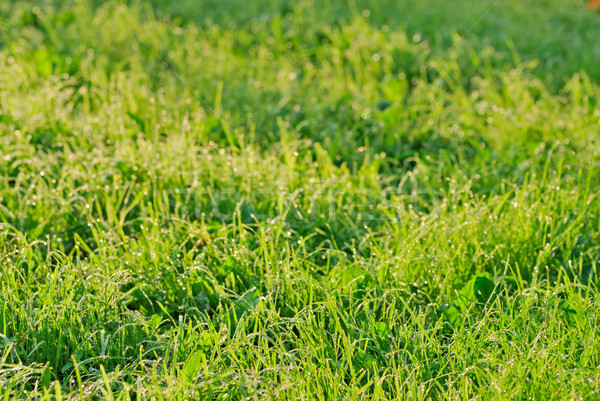 Erba mattina rugiada campo in erba primavera abstract Foto d'archivio © mahout