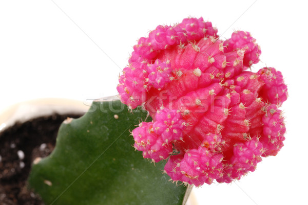 Fleur Rose Cactus Isolé Blanche Fleur Nature