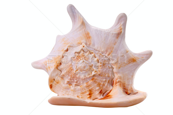 Sea conch on white Stock photo © mahout