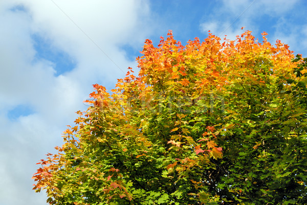 Maple tree in autumn color Stock photo © mahout