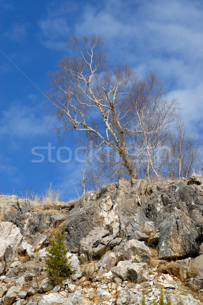 Lonely tree on stony slope Stock photo © mahout