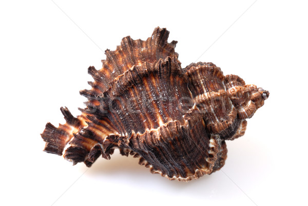 Sea conch on white Stock photo © mahout