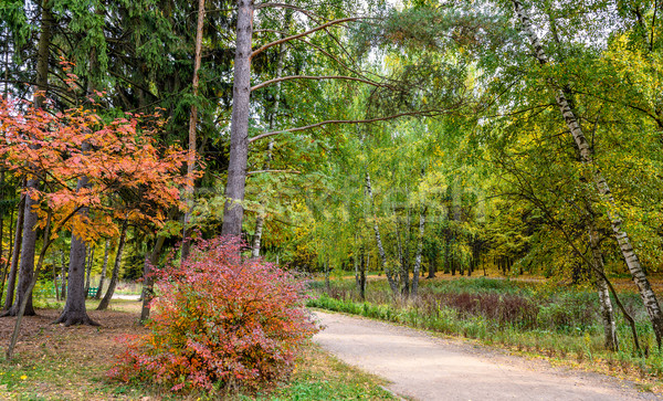 Herbst Park schönen farbenreich Wald Baum Stock foto © mahout