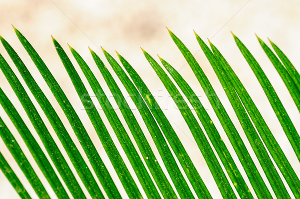 Feuilles de palmier modèle vert texture nature [[stock_photo]] © mahout