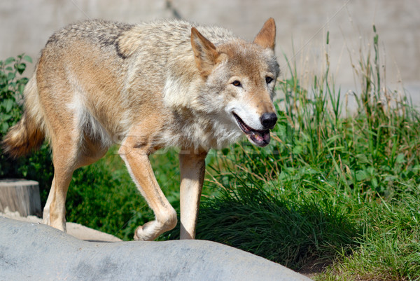 Walking wolf Stock photo © mahout