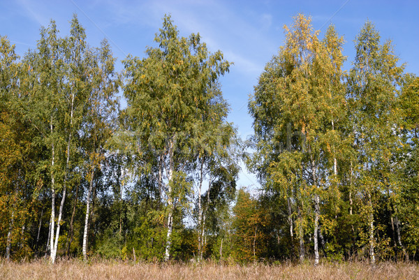 Birch wood in early autumn Stock photo © mahout