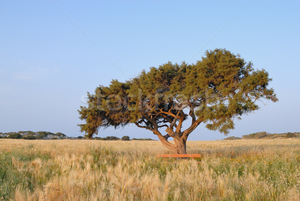 Eenzaam boom weide hemel wolken gras Stockfoto © mahout