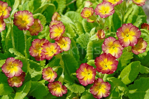 ストックフォト: 花 · 春の花 · 草 · 庭園 · 夏 · デイジーチェーン