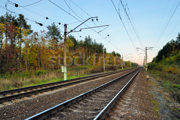 Railway in autumn forest Stock photo © mahout