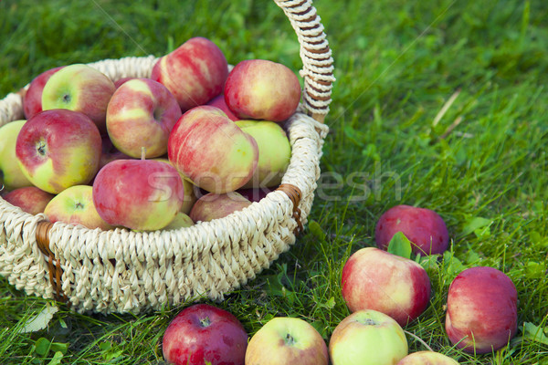 Gezonde organisch appels mand foto groep Stockfoto © maknt