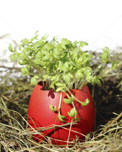 Easter eggs with garden cress Stock photo © Makse