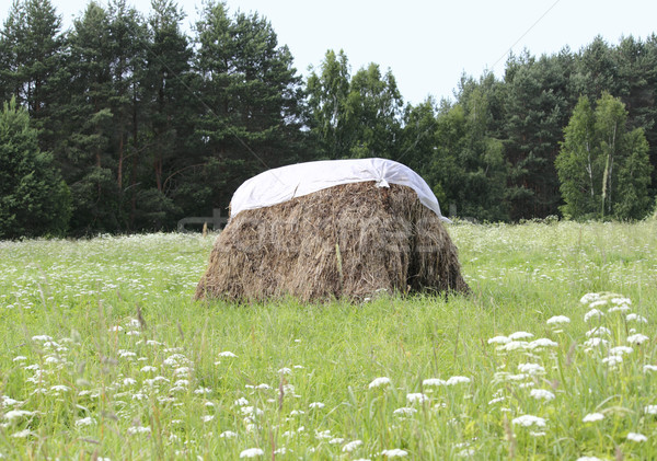 haystack Stock photo © Makse