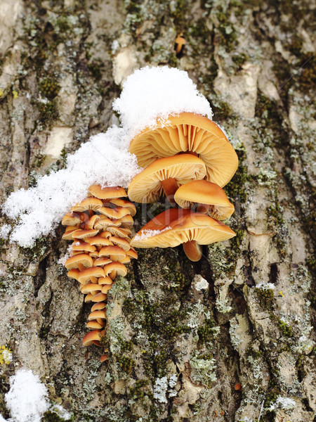 Funghi crescita albero inverno foresta abstract Foto d'archivio © Makse