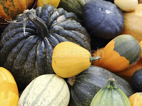 Varieties of pumpkins and squashes Stock photo © Makse