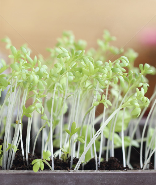 Garden cress  Stock photo © Makse