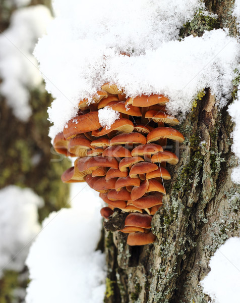 Arbre champignons jaune hiver forêt Photo stock © Makse