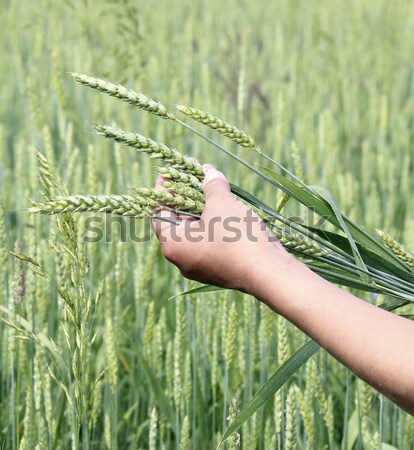 Stockfoto: Tarwe · oren · vrouw · handen