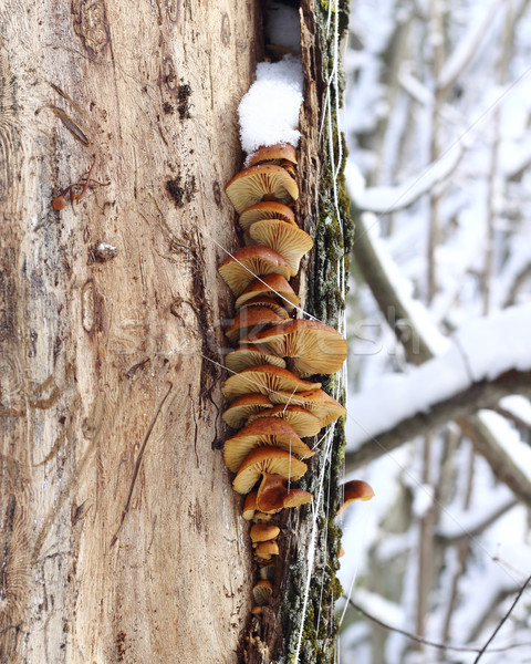 ツリー キノコ 黄色 木の幹 冬 森林 ストックフォト © Makse
