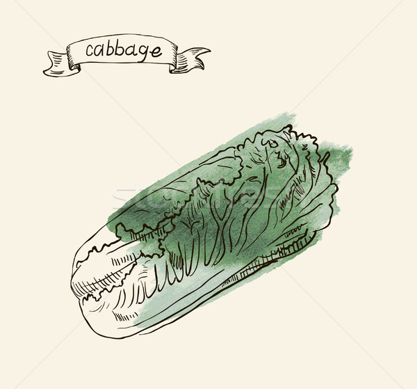 hand drawn vintage illustration of cabbage Stock photo © Mamziolzi