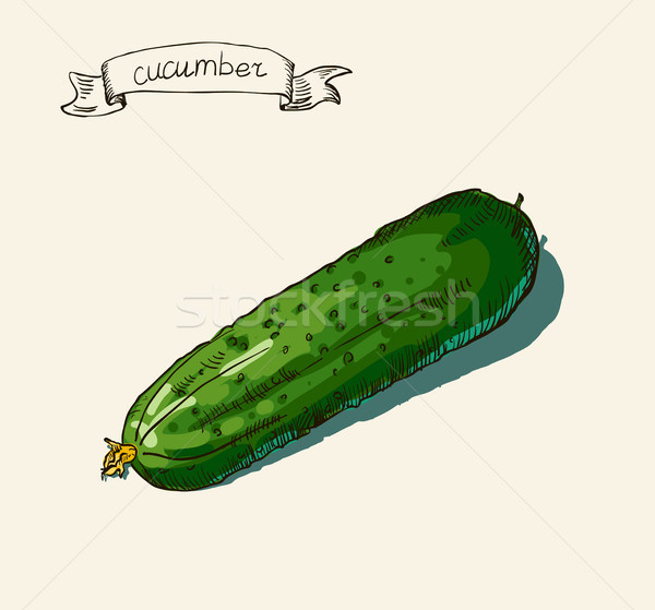 hand drawn vintage illustration of cucumber Stock photo © Mamziolzi