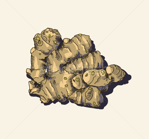 Ginger root. Vector. Stock photo © Mamziolzi