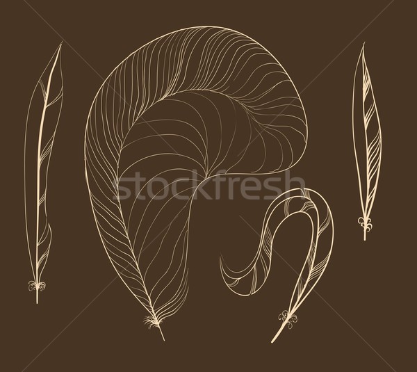 Vector Seamless Pattern of Plumage Stock photo © Mamziolzi