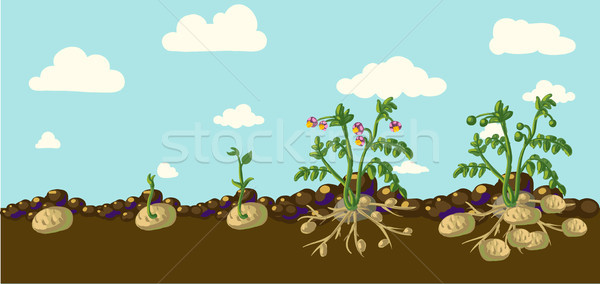 vector potatoes Stock photo © Mamziolzi