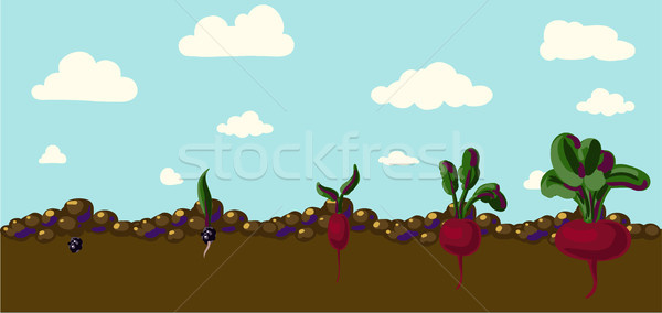 Set of realistic vegetables beets Stock photo © Mamziolzi