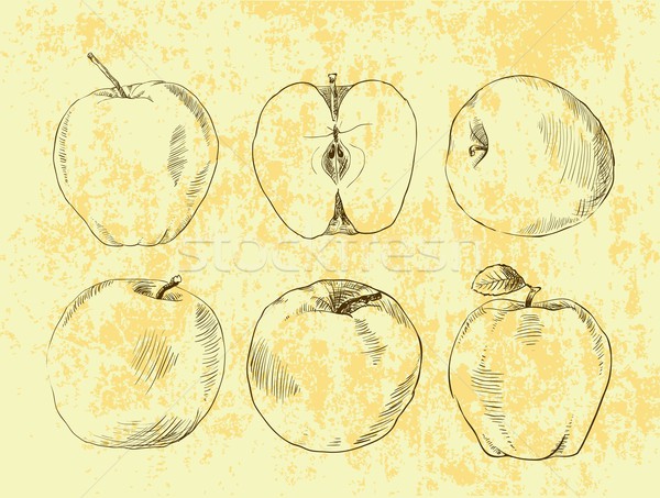 Set of highly detailed hand drawn apples. Stock photo © Mamziolzi