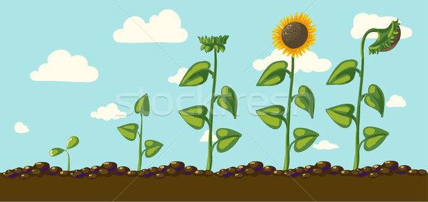 Sunflower Vector Illustration C Olga Berlet Mamziolzi 8299032 Stockfresh