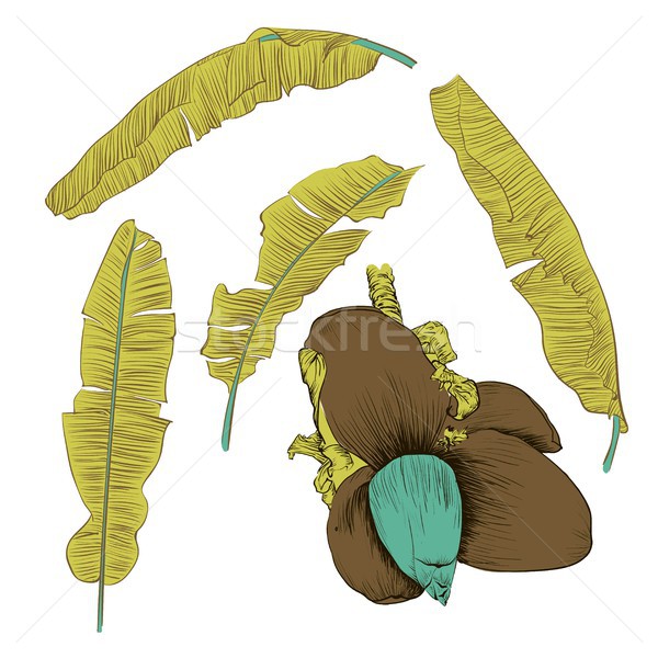 Set of stylized banana leaves. Decorative image with tropical foliage, flowers Stock photo © Mamziolzi