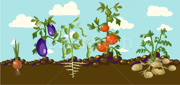 Vintage garden banner with root veggies Stock photo © Mamziolzi