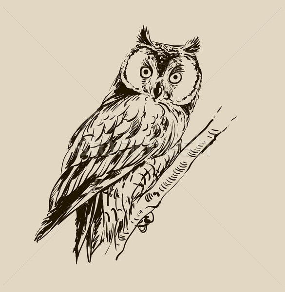 手工绘制 · 黑白 · 孤立 · 设计 · 背景 / owl hand drawn, black