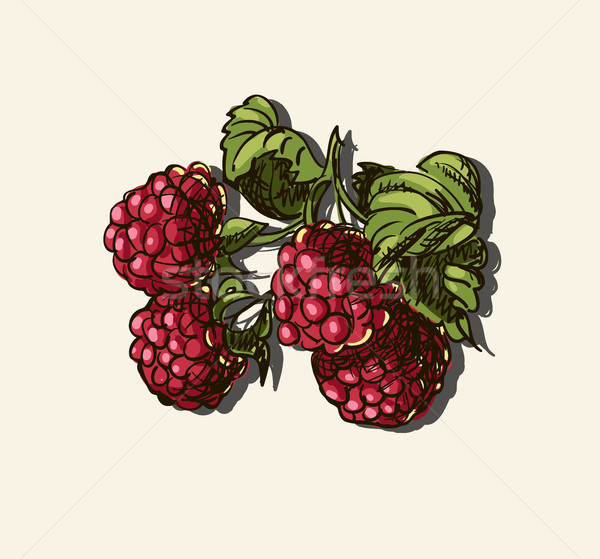 Zmeura Desen Organic Apă Frunze Fruct Ilustratie