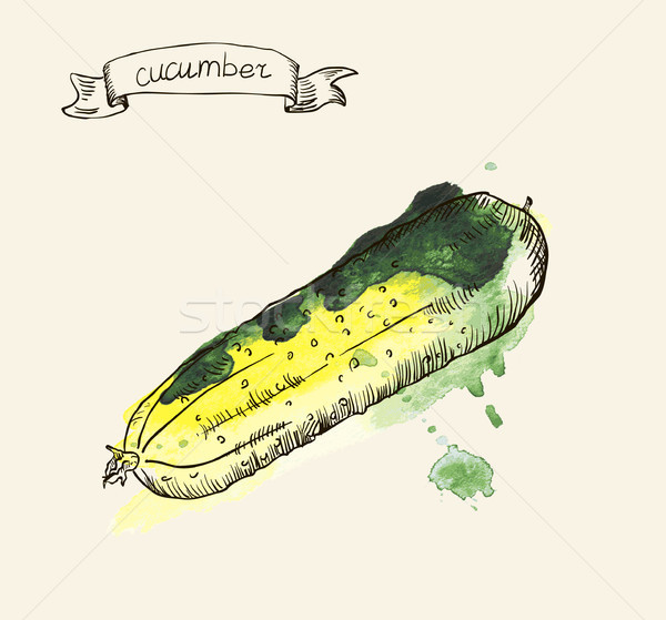 hand drawn vintage illustration of cucumber Stock photo © Mamziolzi