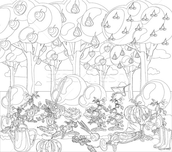 Vintage garden banner with root veggies coloring book Stock photo © Mamziolzi