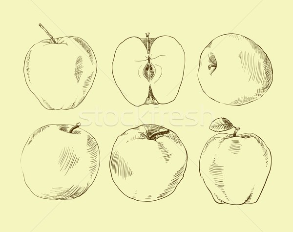 Set of highly detailed hand drawn apples. Stock photo © Mamziolzi