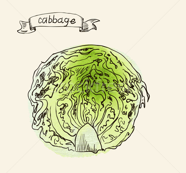 手工繪製 復古 插圖 捲心菜 向量 水彩畫 商業照片 © Mamziolzi